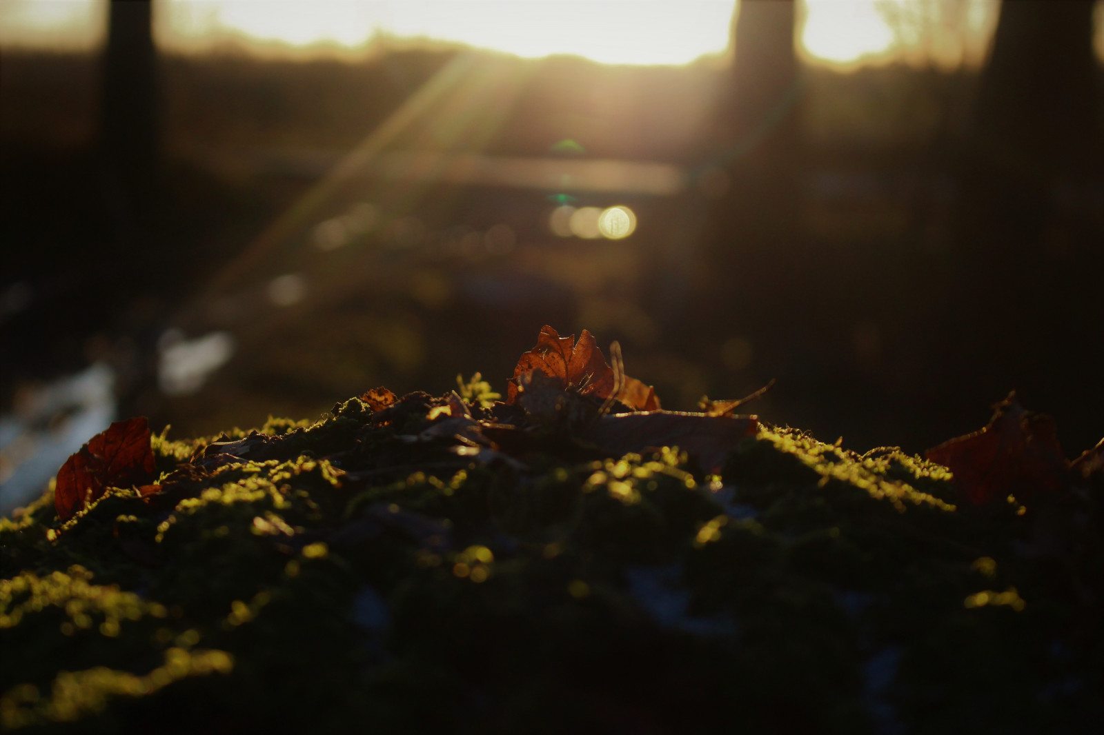 sollys, blade, solnedgang, nat, Træstub, natur, afspejling, afdeling, gul, aften, morgen, lys, træ, efterår, blad, blomst, plante, sæson, mørke, makrofotografering