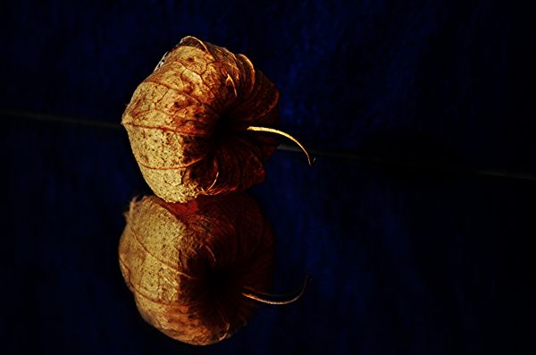 reflection,lightsandshadows,blackbackground,nightlight,lightinginthenight,plant