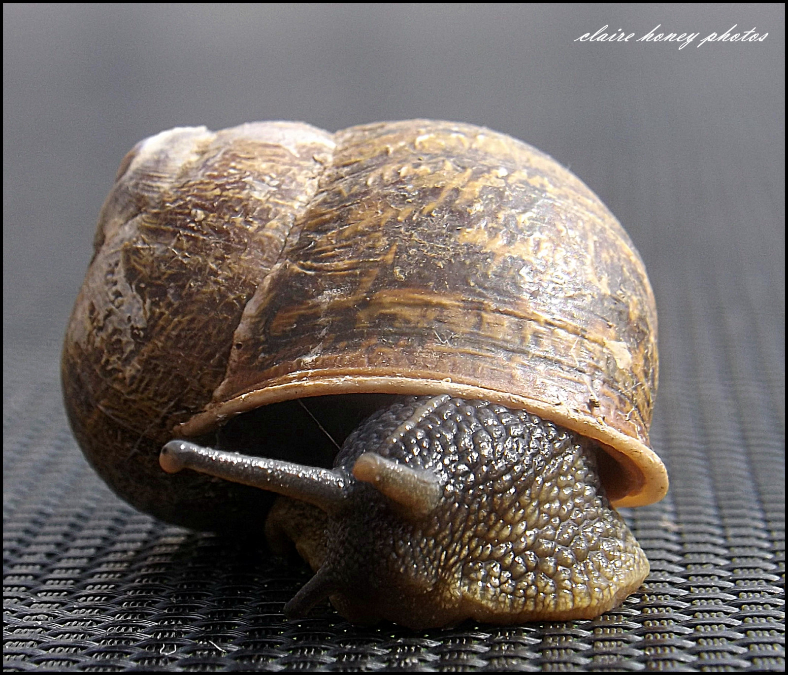 natura, lumaca, lumaca, animale, mygearandme, rememberthatmomentlevel1, rememberthatmomentlevel2, rememberthatmomentlevel3, escargot, avvicinamento, fotografia macro, invertebrato, organismo, chiocciole e lumache, molluschi, lumaca di mare, Schnecken, terrestrial animal, conchology, lymnaeidae