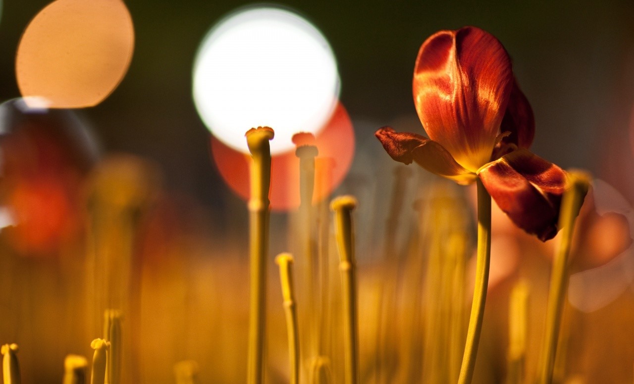 Wallpaper plants, yellow, light, color, flower, lighting, petal