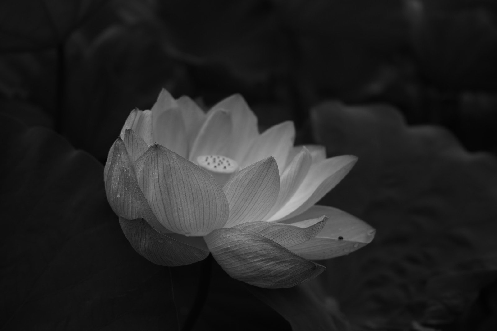 bianca, nero, monocromo, fotografia, fiorire, Quattro, Tokyo, fiore, pianta, flora, oscurità, petalo, Machida, Yakushiike, sigma, dp, DP2, dp2quattro, dp2q, bianco e nero, fotografia in bianco e nero, impianto di terra, pianta fiorita, avvicinamento, fotografia macro, still life