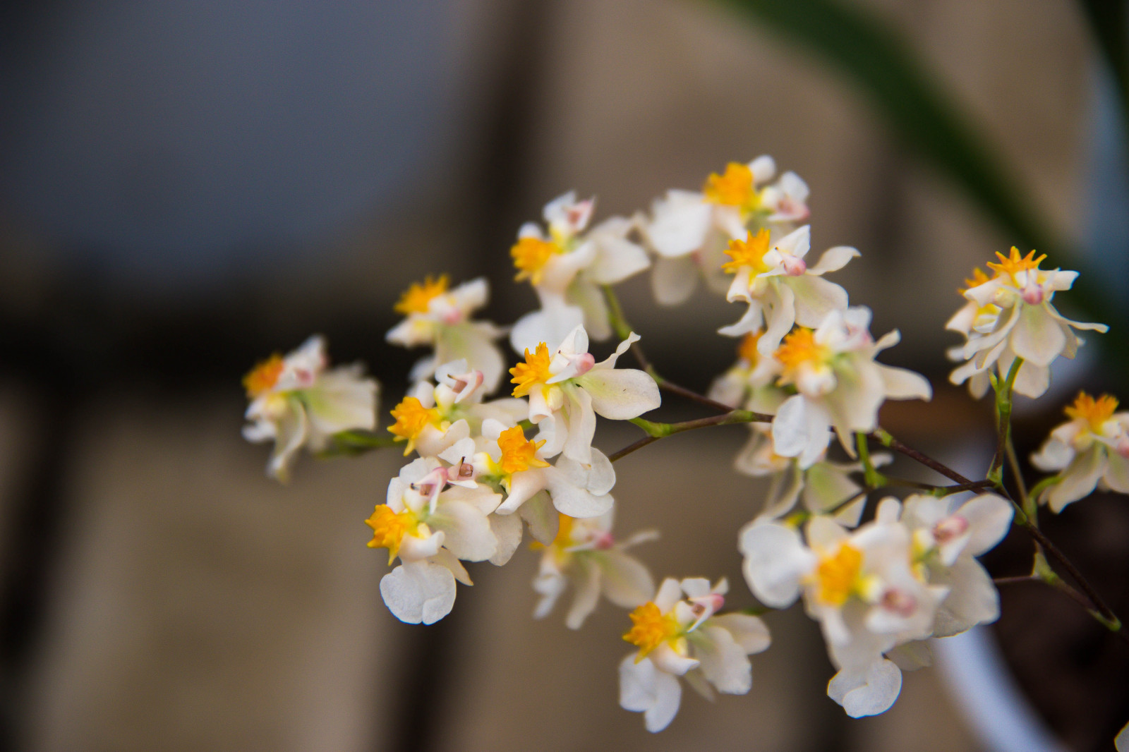 fotografování, větev, žlutý, květ, jaro, květ, rostlina, orchidej, flóra, Blomma, ORKIDE, okvětní lístek, vellingeblomman, divoká rostlina, botanika, suchozemská rostlina, kvetoucí rostlina, zblízka, makro fotografie