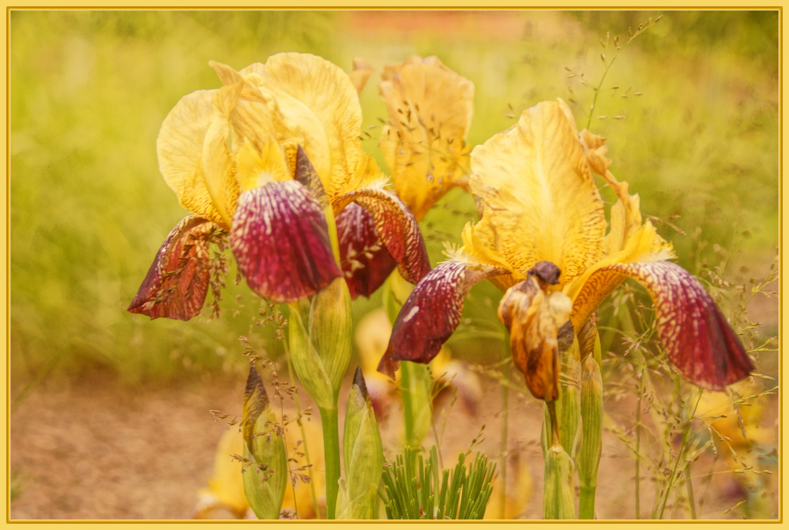 květiny, žlutý, červen, Duhovka, 2014, podzim, květ, rostlina, oko, flóra, divoká rostlina, botanika, suchozemská rostlina, kvetoucí rostlina, canna rodina, terijoki, iris rodina, canna lily