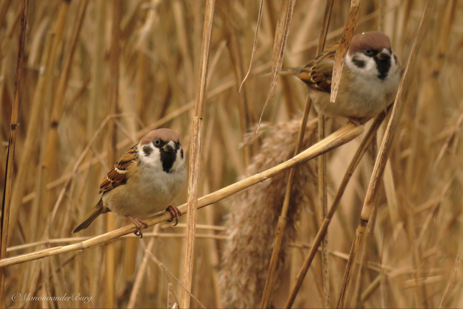 Ringmussen, Stromky, Birdies, Vogeltjes, duo, Rietpluimen, rákos, Ptačí kůra, pozorování ptáků, Birdlover, birdphoto, birdphotography, Alblasserwaard, Vegelen, Lekkerknus, Zegmaarnee, Sx60, Powerrrrshot, Kánon, SUPERZOOM, Samendelen, Baasjes, Brutaaltjes