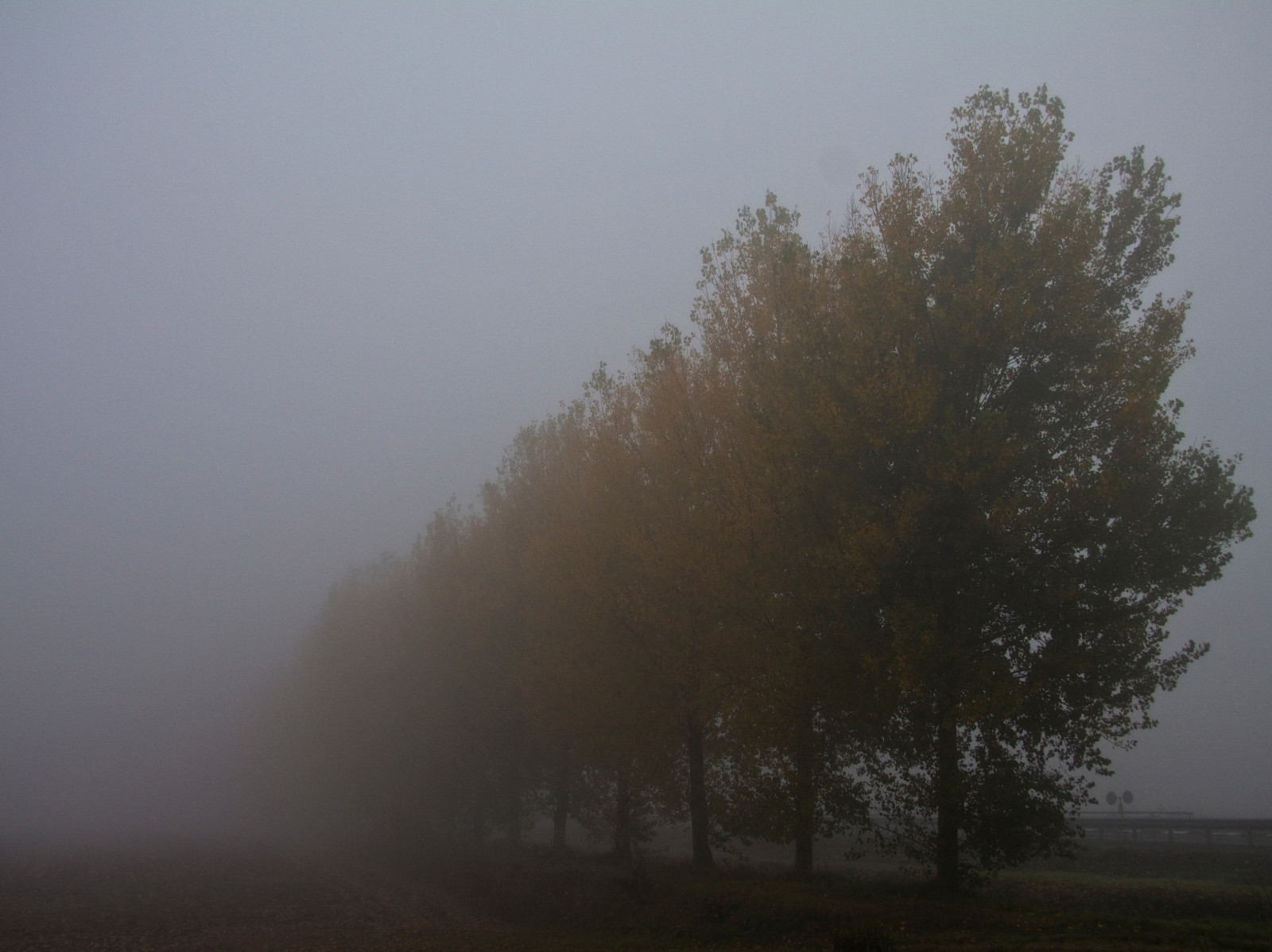 slunečnímu záření, stromy, kopec, Příroda, svítání, večer, ráno, mlha, atmosféra, soumrak, mlhavý, opar, Fila, strom, podzim, mlha, počasí, svítání, mat56, natura, krajiny, autunno, Nebbia, Paesaggi, Campagna, alberi, lombardia, lodi, Pianura, Lodigiano, PADANA, atmosférický jev, dřevina, mrholení, Atmosfere, borghettolodigiano