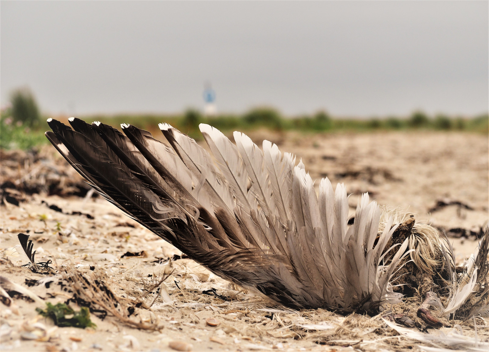 natura, sabbia, erba, natura, ottobre, luminosa, Olimpo, 2016, fiore, uccello, himmel, filo, gr n, ala, OMD, wolken, fauna, blau, ZD, bimbo, mossa, EM1, Nordsee, Ostfriesland, avvicinamento, fotografia macro, avvoltoio, Oktober, wlangemeyer, Spiekeroog, sepocke, fundst ck, svanshal, muschel, 40,15 mila millimetri, m40150mmf4056r, Ikarus, gel fl, Kadaver