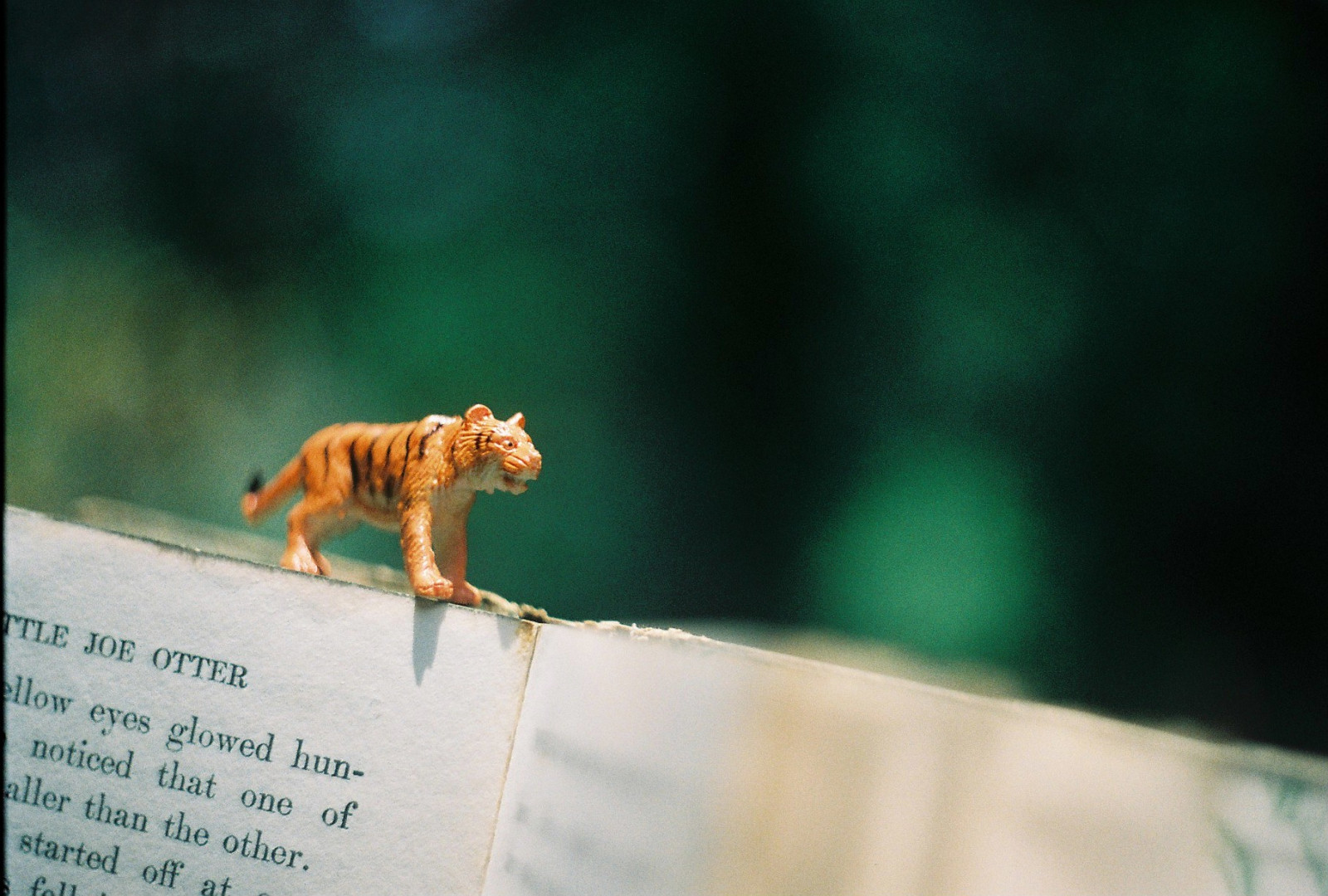 Wallpaper tiger, wildlife, 35MM, film, fauna, macro photography, organism, helios, membrane