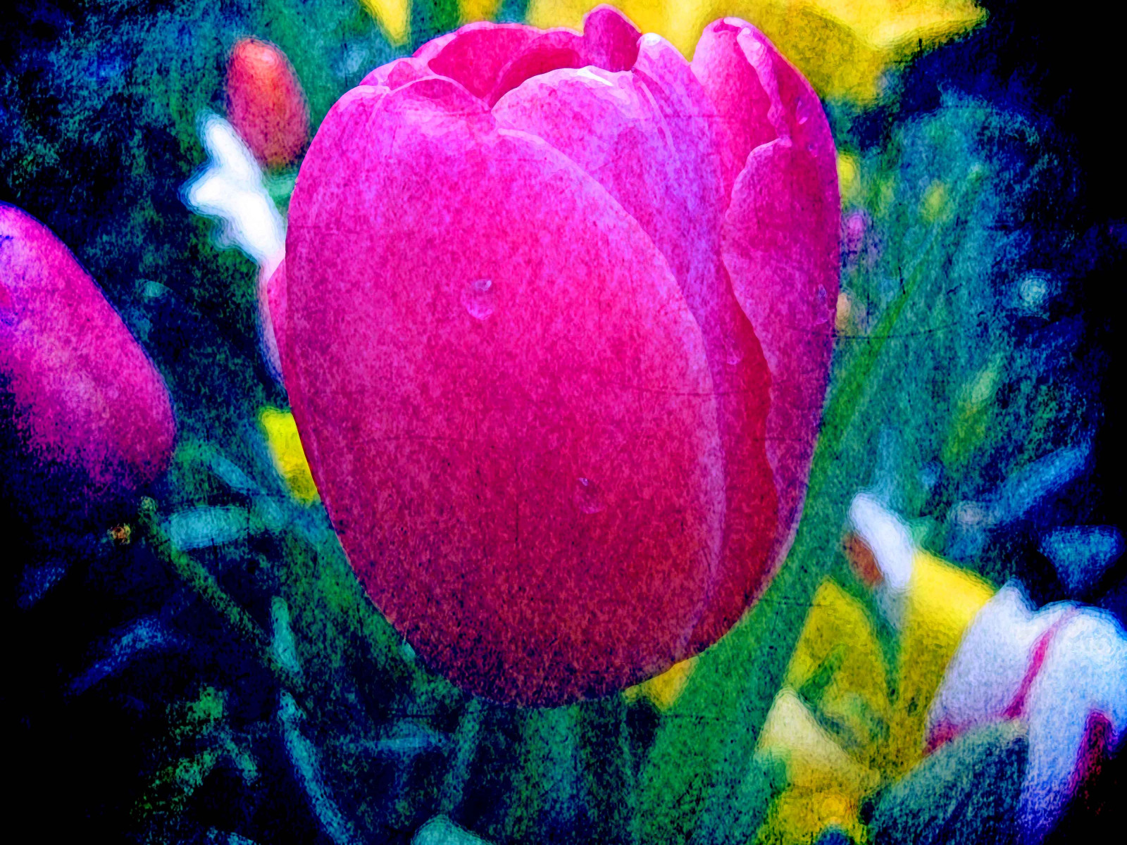 photomanipulation, digitální umění, textury, tulipán, vrstvené, richeye