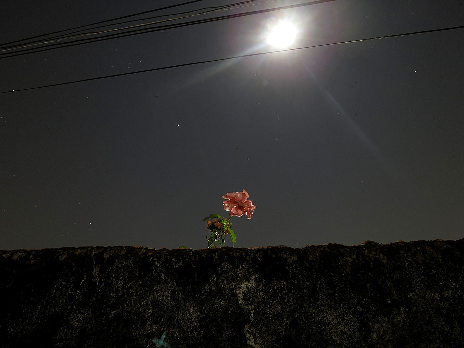 nat, himmel, stjerner, Måne, atmosfære, Jupiter, astronomi, lys, udsættelse, blomst, stjerne, fuldmåne, mørke, skærmbillede, noite, flor, lua, exposi o, atmosfære af jord, himmellegeme, CEU, estrelas, 15 sekunder, 15segundos