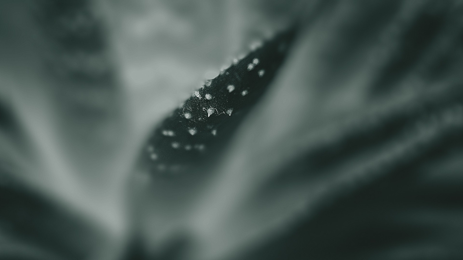 slunečnímu záření, Černá, černobílý, květiny, voda, rostliny, fotografování, makro, rosa, světlo, list, květ, pokles, čára, tma, okvětní lístek, počítač tapeta, Černý a bílý, monochromatické fotografování, zblízka, makro fotografie, vlhkost