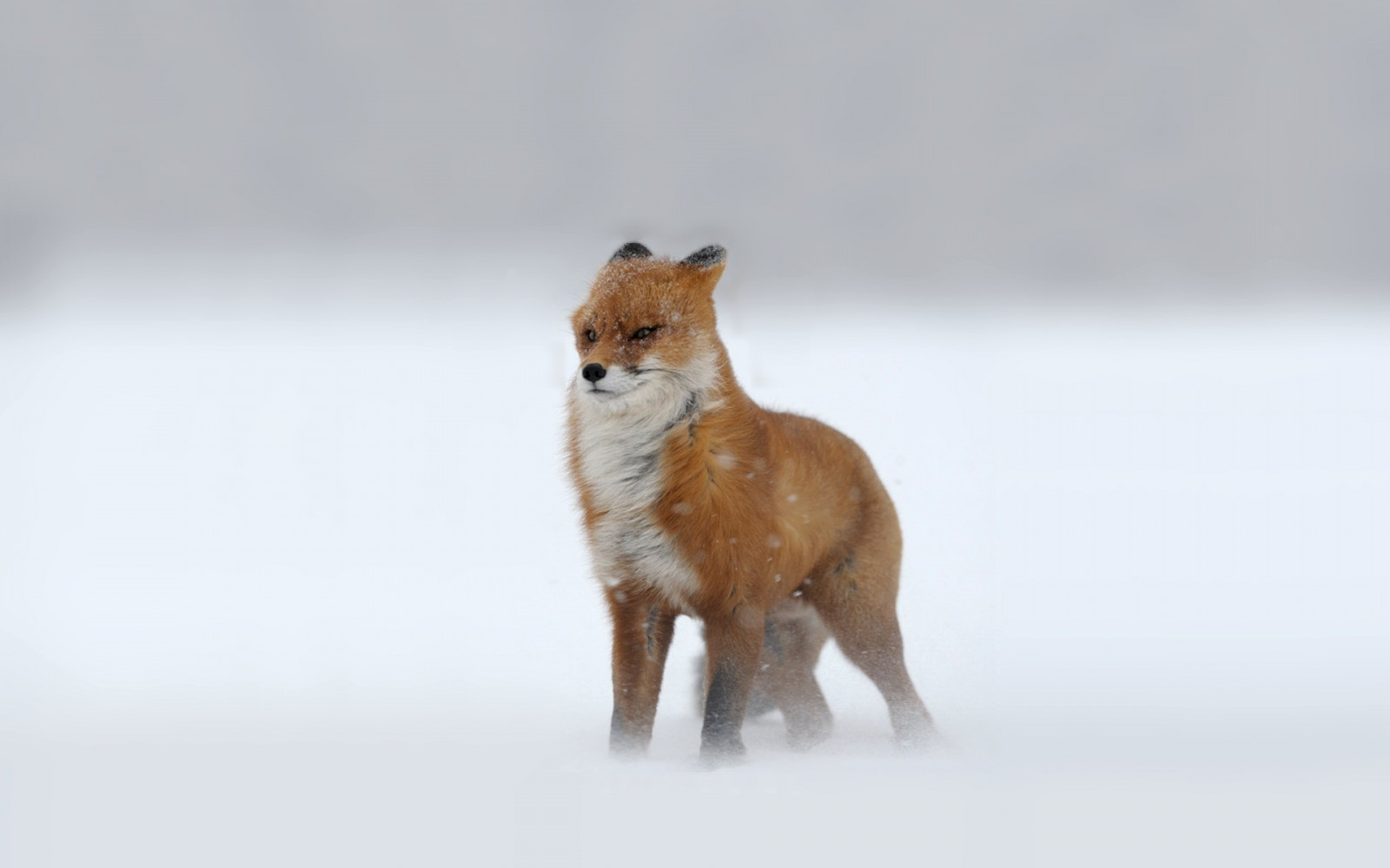 dyr, hale, snø, dyreliv, pels, rev, kinnskjegg, fauna, pattedyr, 1920x1200 px, snute, hund som pattedyr, carnivoran, rødrev, kitrev, Dhole, terrestrial animal