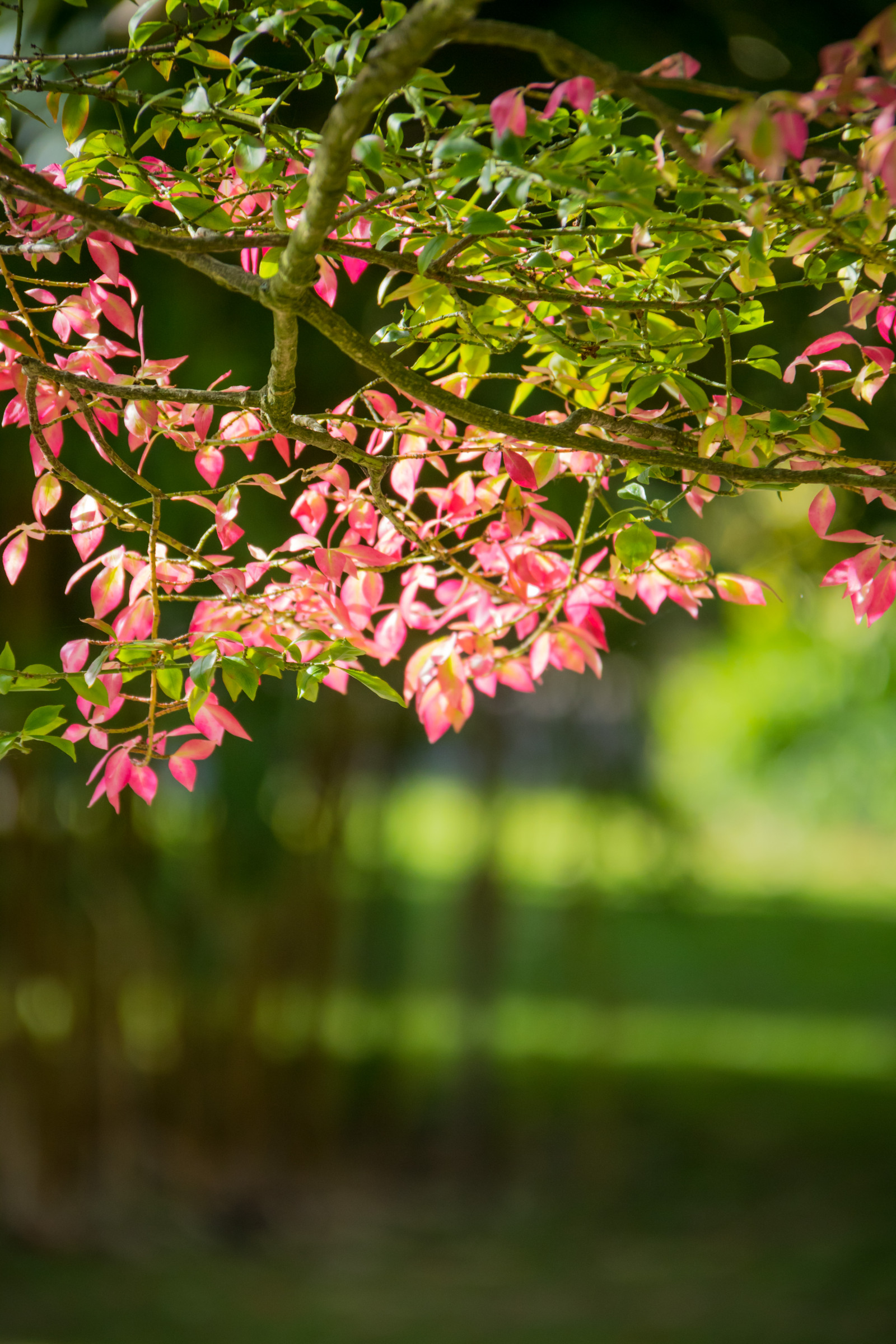 slunečnímu záření, zahrada, Příroda, tráva, park, větev, zelená, květ, strom, podzim, list, květ, rostlina, sezóna, flóra, h st, exif modelu canoneos760d, geocountry, Kamera aby kánon, geocity, Model fotoaparátu canoneos760d, geostate, geolocation, EXIF čočka efs18200mmf3556is, EXIF otvor 56, exif focallength 200mm, exif aby kánon, Alnarp, exif isospeed 400, botanika, suchozemská rostlina, kvetoucí rostlina, dřevina, keř