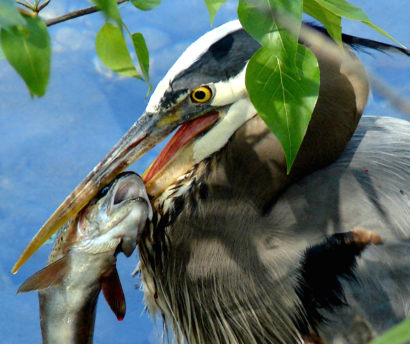 Wallpaper Ikan Burung Burung Makan Malam Makanan Margasatwa