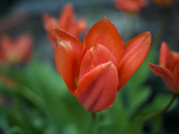 flower,plant,petal,terrestrial plant,flowering plant,annual plant