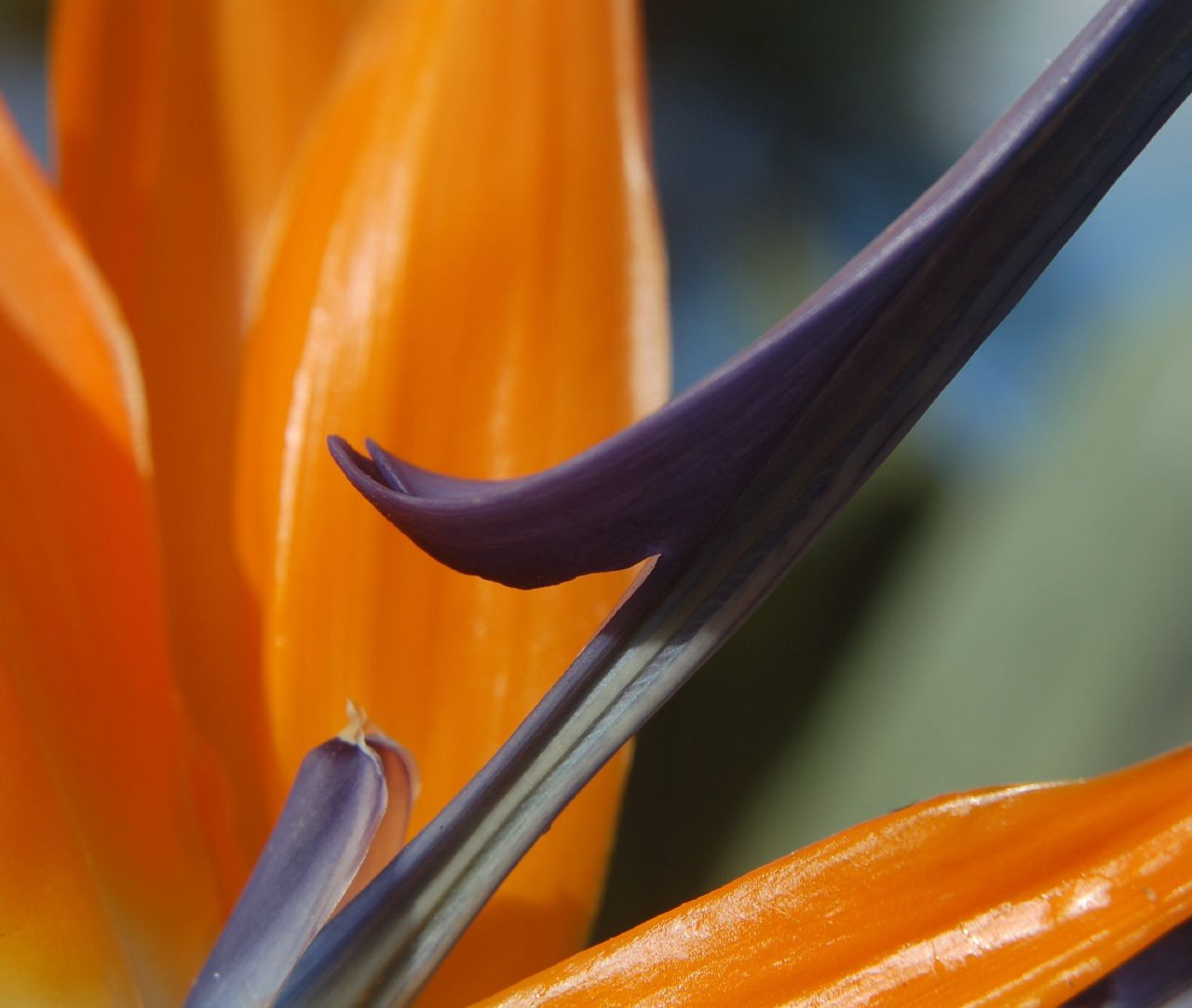 modrý, vlajka, oranžový, tropický, Miami, mrak, květ, rostlina, flóra, zábava, modrá obloha, okvětní lístek, banán, abigfave, 100commentgroup, fineartphotos, rubyphotographer, supershot, divoká rostlina, ysplix, flickrvault, travelsofhomerodyssey, zblízka, makro fotografie, závod stonek, Capeflorida, Billbaggsstatepark, Birdofparadise, Strelitziareginae, Billbaggscapefloridastatepark, Paradisaeidae, Keybiscayneflorida, Oranžové a bluetropické květiny