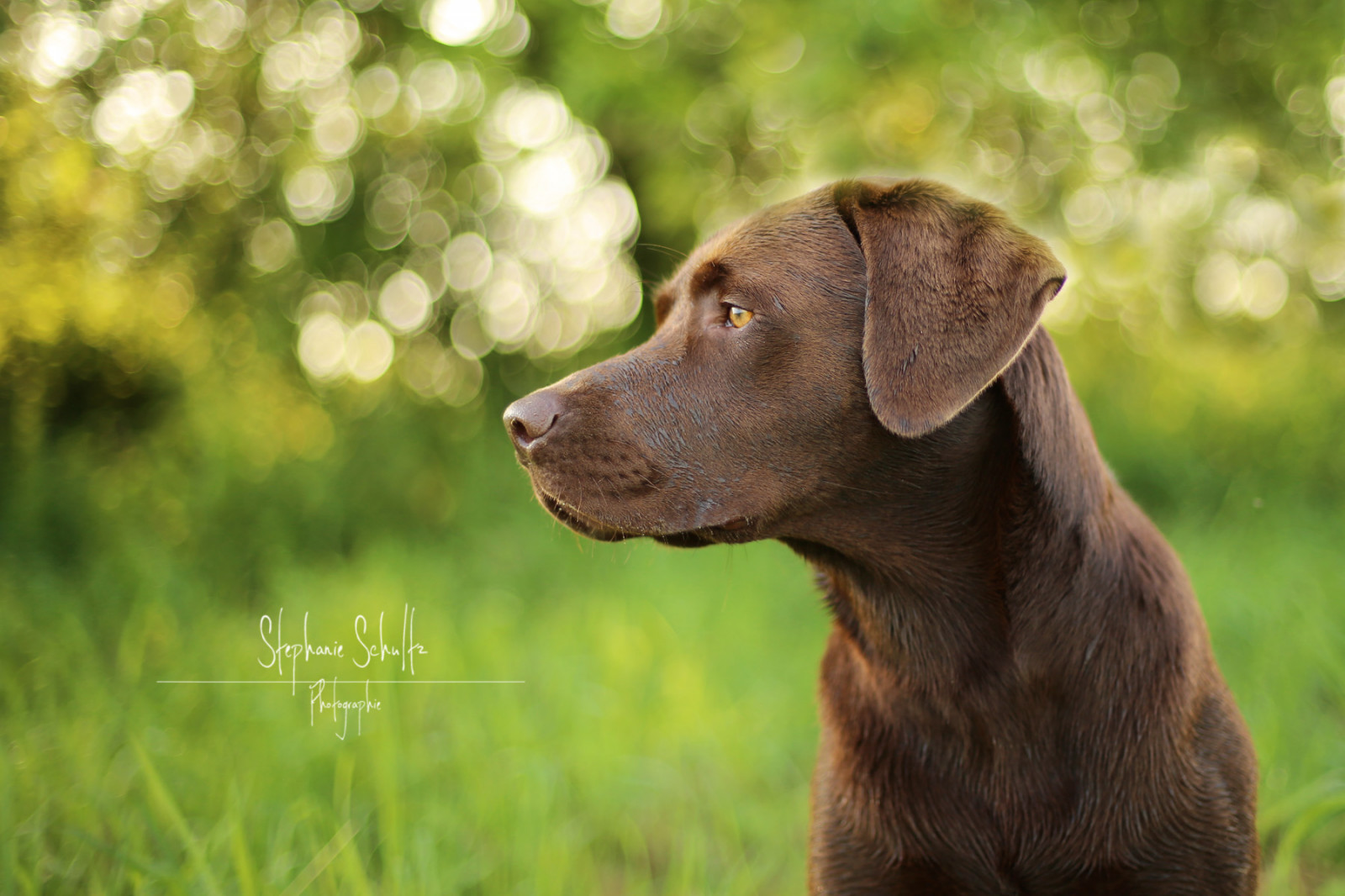 Wallpaper light, portrait, brown, green, backlight, eyes, Labrador