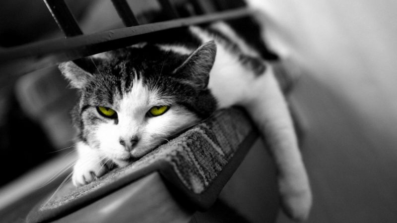 bílý, Černá, kočka, černobílý, fotografování, selektivní barevné bílý, Černá, kočka, černobílý, fotografování, selektivní barevné