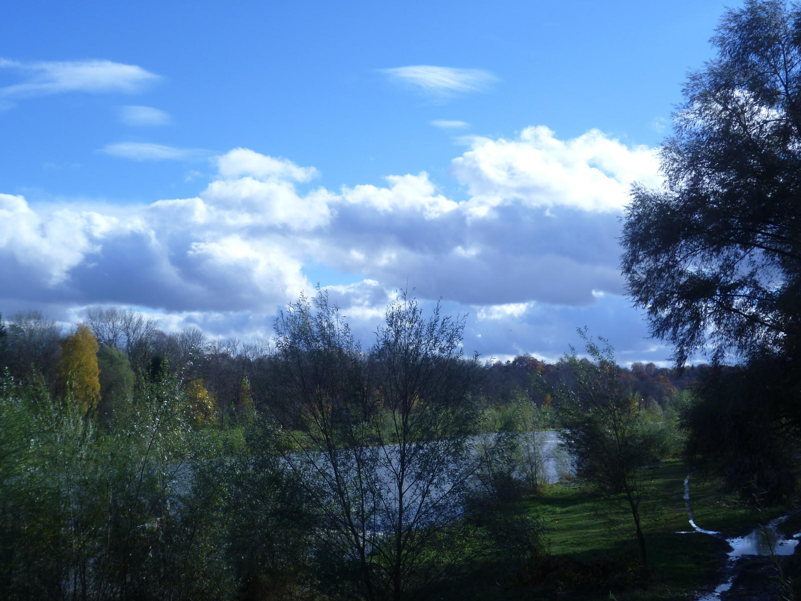 krajina, červené květy, světle zelená, les, letní