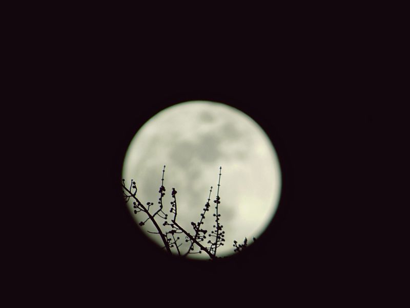 noc,měsíční svit,větvičky,Sonydsch400