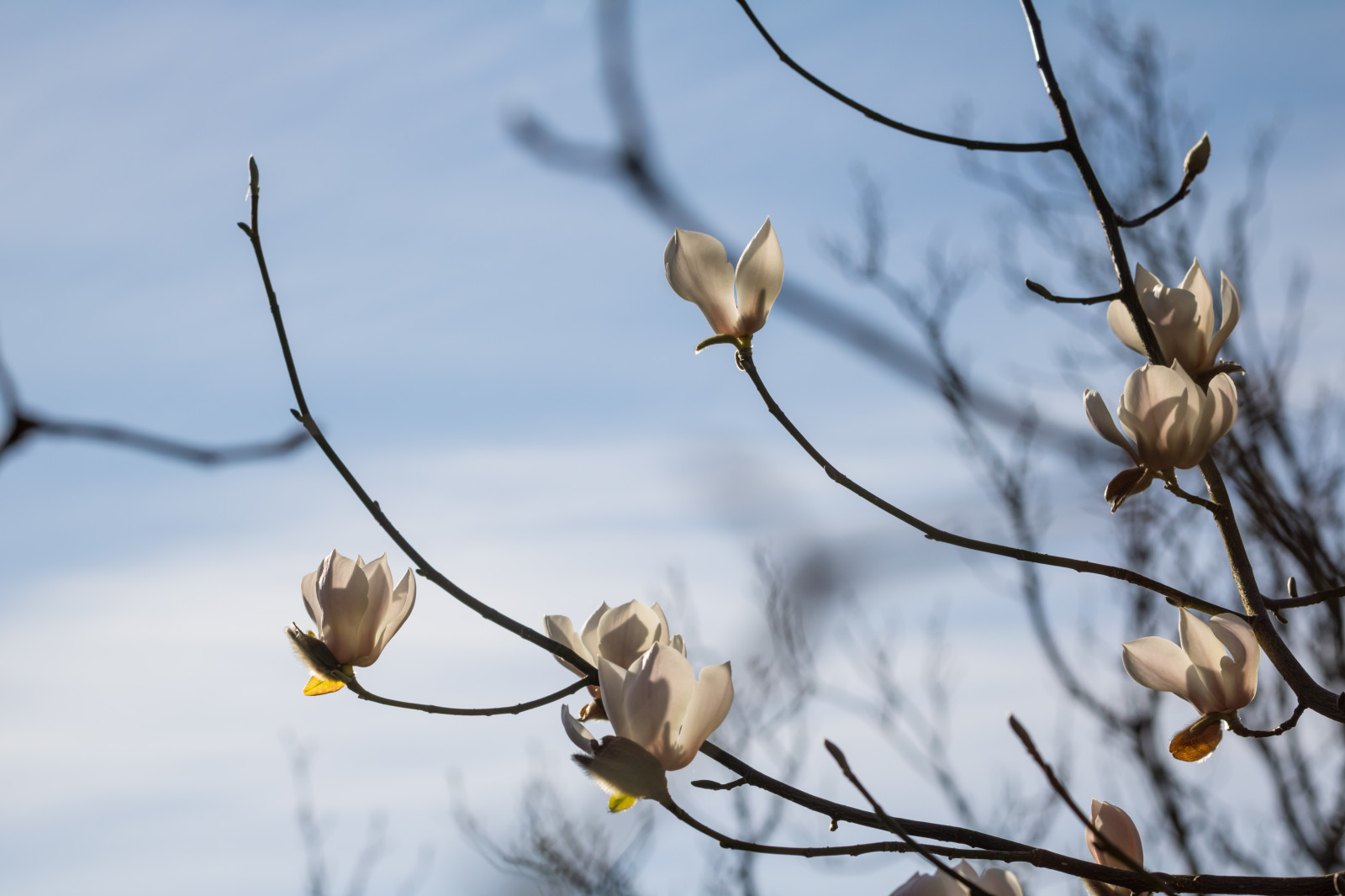 slunečnímu záření, Příroda, sníh, zima, větev, ráno, květ, jaro, magnólie, podzim, list, květ, počasí, rostlina, pták, sezóna, flóra, pupen, Blomma, v r, jaro, Alnarp, Knopp, větvička