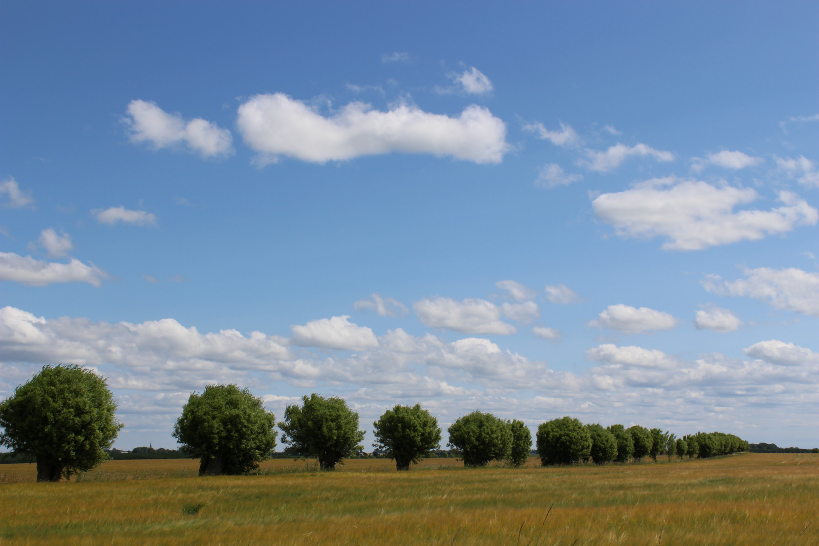 krajina, kopec, Příroda, tráva, nebe, pole, hospodařit, horizont, semena, step, mrak, strom, lučina, pastvina, PIL, tři, zemědělství, soderslatt, louka, prostý, trávník, prérie, venkov, místo výskytu, přírodní prostředí, Atmosféra Země, dřevina, ekosystém, tráva rodina, meteorologický jev, kupa, savana