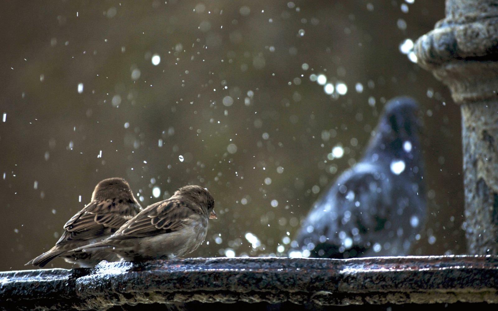 Wallpaper birds, nature, reflection, snow, winter, cold, wildlife