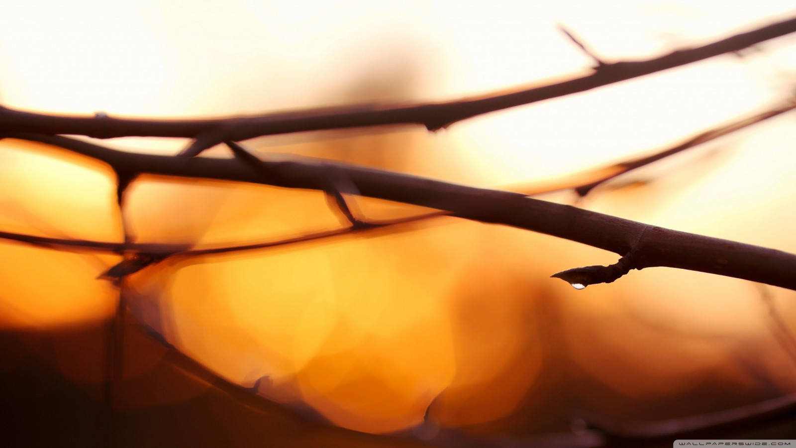 Sonnenlicht, Tiefenschärfe, Natur, Brille, Pflanzen, Fotografie, Wassertropfen, Ast, verschwommen, Zweige, Licht, Beleuchtung, Blütenblatt, Vision Pflege, Nahansicht, Makrofotografie, Eyewear