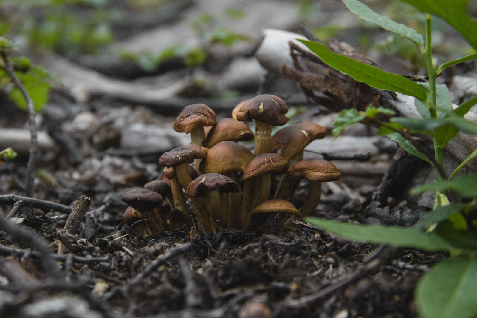 svamp, champignon, basidieklassen, spiselige svampe, østers champignon, agaricaceae, Agaricus