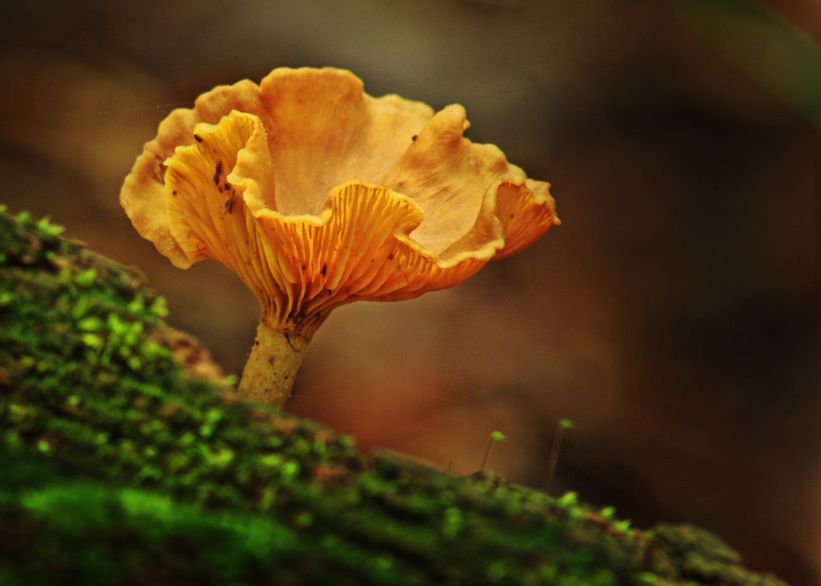 тапети : наблизо, макро фотография, agaricaceae, лекарствен гъби ...
