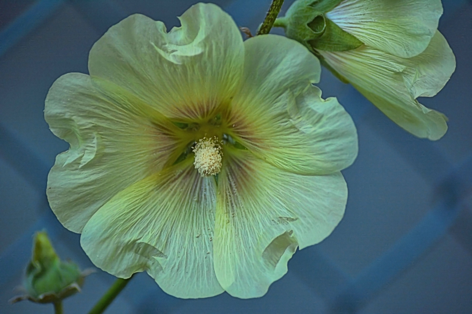 çiçek, Sarı, bitki örtüsü, bitki, yabani çiçek, Yaprakları, Yıllık bitki, Bitki kökü, Hollyhocks, Mallow ailesi, Otsu bitki, Çiçekli bitki