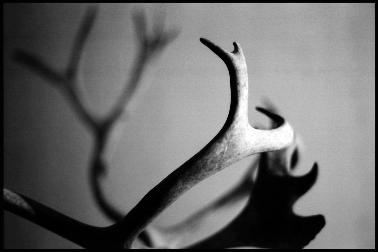 monochromia, fotografia, Rogi, kodak, Pentax, Bw, analog, film, ciemność, 55mm, Sp, Trix, Takumar, Tapeta komputerowa, czarny i biały, Monochromatyczna fotografia, ścieśniać, Fotografia makro, Fotografia martwa natura, Spotmatyczny, łopata, Tx400, stock photography