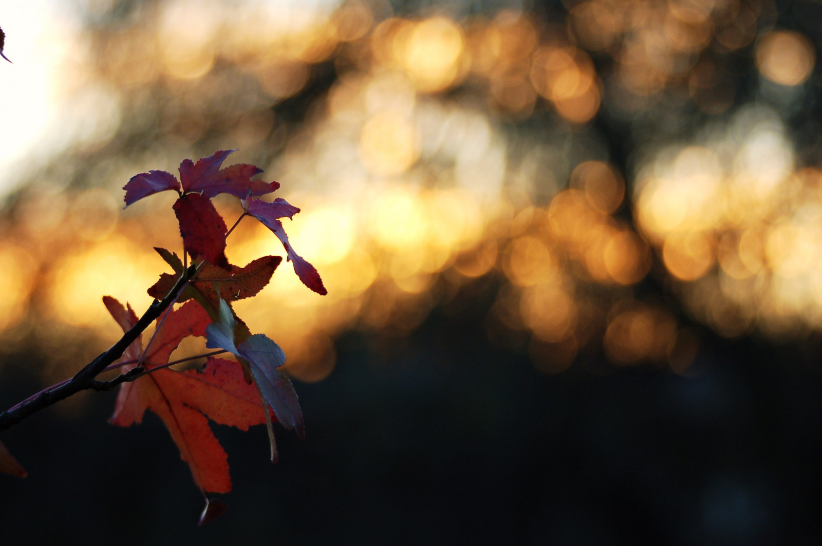 modrý, podzim, světlo, západ slunce, Červené, nebe, oranžový, slunečnímu záření, rozmazat, zelená, podzim, Příroda, barvy, listy, žlutý, Nikon, Tramonto, barvy, dof, emoce, bokeh, venkovní, Země, Blu, fallcolors, Milano, dramatický, vysoký kontrast, Rozmazané, natura, nikond50, outoffocus, podzimní listí, autumncolors, mlhavý, drama, sunsetlight, autunno, rosso, Trudi, colori, emotivní, štika, 70300, removedfromstrobistpool, nooffcameraflash, seerule1, blinkagain