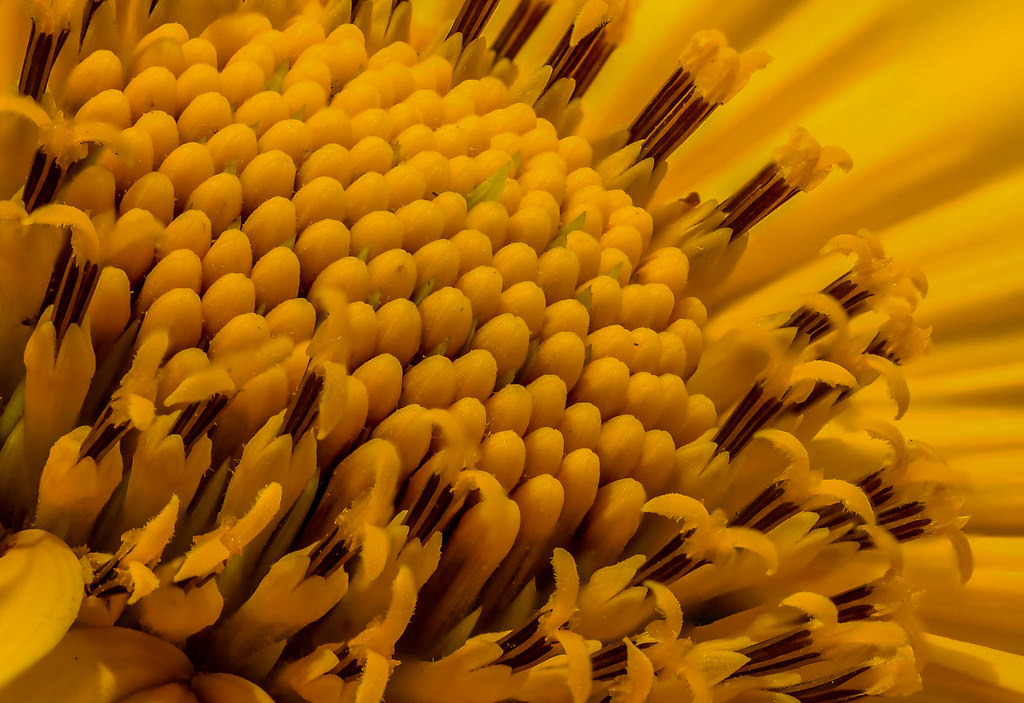 blomst, 50mm, Nikon, NGC, flor, NIKKOR, 250, 18d, raynox, Bovo, D5100, paulobretas, paulobovo, paulojos bretasdeoliveira