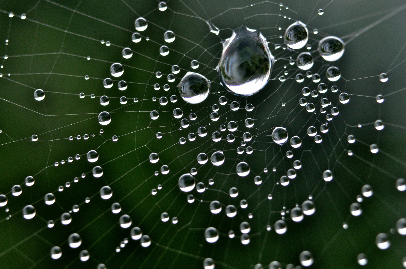 zahrada, voda, Příroda, detailní, makro, ráno, letní, mokrý, bokeh, pavouk, rosa, Maine, mygearandme, pokles, web, pavoučí síť, srpen, síť, kapička, mygearandmepremium, mygearandmebronze, mygearandmesilver, mygearandmegold, coth5, tripleniceshot, coth, počítač tapeta, zblízka, makro fotografie, bezobratlý, vlhkost, organismus, pavoučí síť, extensiontube, orosený, dewdrop, 36mm, Tenantsharbor