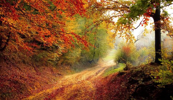 fallen leaves,red