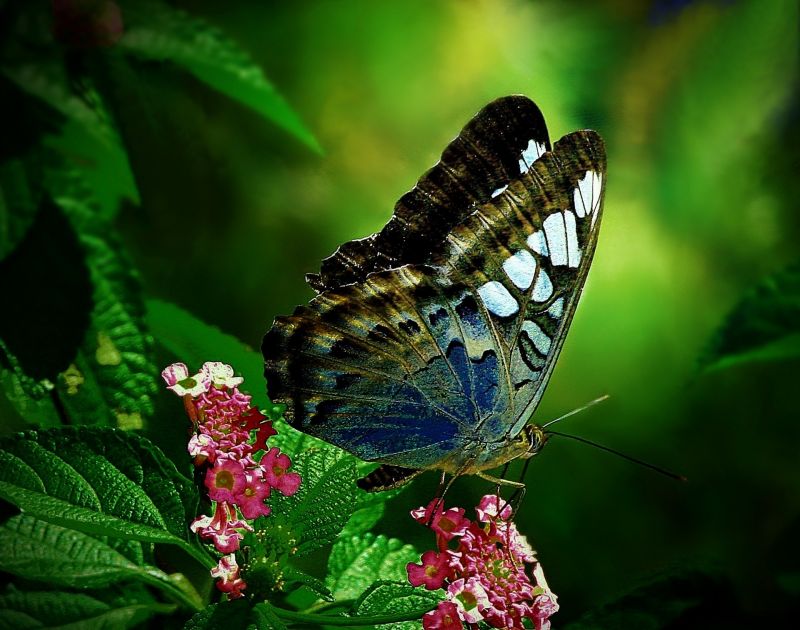 animaux, fleurs, la nature, ailes, la photographie, papillon animaux, fleurs, la nature, ailes, la photographie, papillon