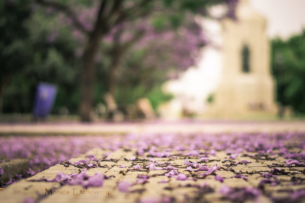 sollys, blomster, græs, parkere, lilla, grøn, morgen, Nikon, blomst, ramme, forår, 2013, lys, farve, efterår, dag, blad, blomst, plante, sæson, Foto, flora, flores, dia, Enero, plaza, foto, project365, luz, monicaetcheverry, græsplæne, ENCUADRE, proyecto365, Petalos