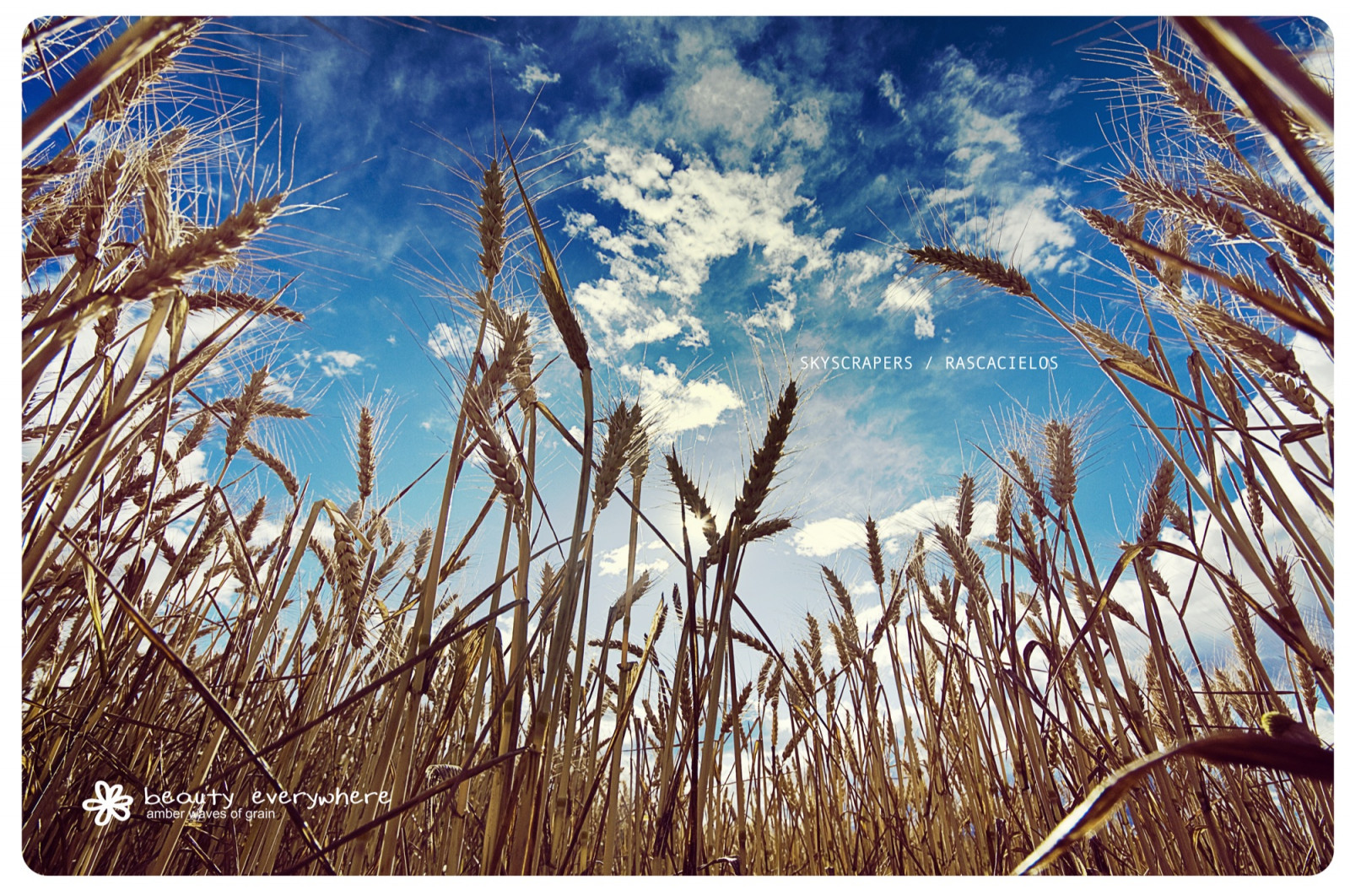 tráva, nebe, zima, větev, mrakodrap, modrý, obilí, pšenice, azul, pentax, země, mrak, strom, zlatý, rostlina, K7, mraky, amarillo, Trigo, Martinez, tráva rodina, Phragmites, potravy zrní, zboží, emmer, Javier, Rascacielos, jmavedillo, avedillo, Nevýraznost, Notny, stock photography