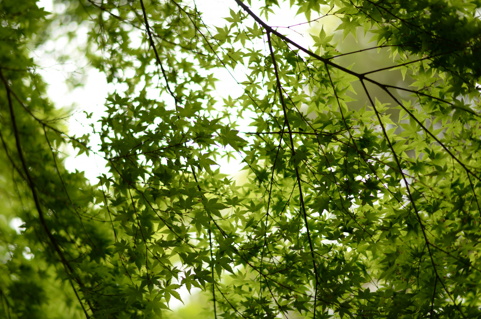 Japonsko, slunečnímu záření, les, Příroda, větev, zelená, Nikon, džungle, jp, strom, NIKKOR, podzim, list, květ, rostlina, louka, df, afs58mmf14g, afsnikkor58mmf14g, Tachikawa, showakinenpark, zálesí, místo výskytu, přírodní prostředí, botanika, suchozemská rostlina, kvetoucí rostlina, dřevina, ekosystém, opadavý