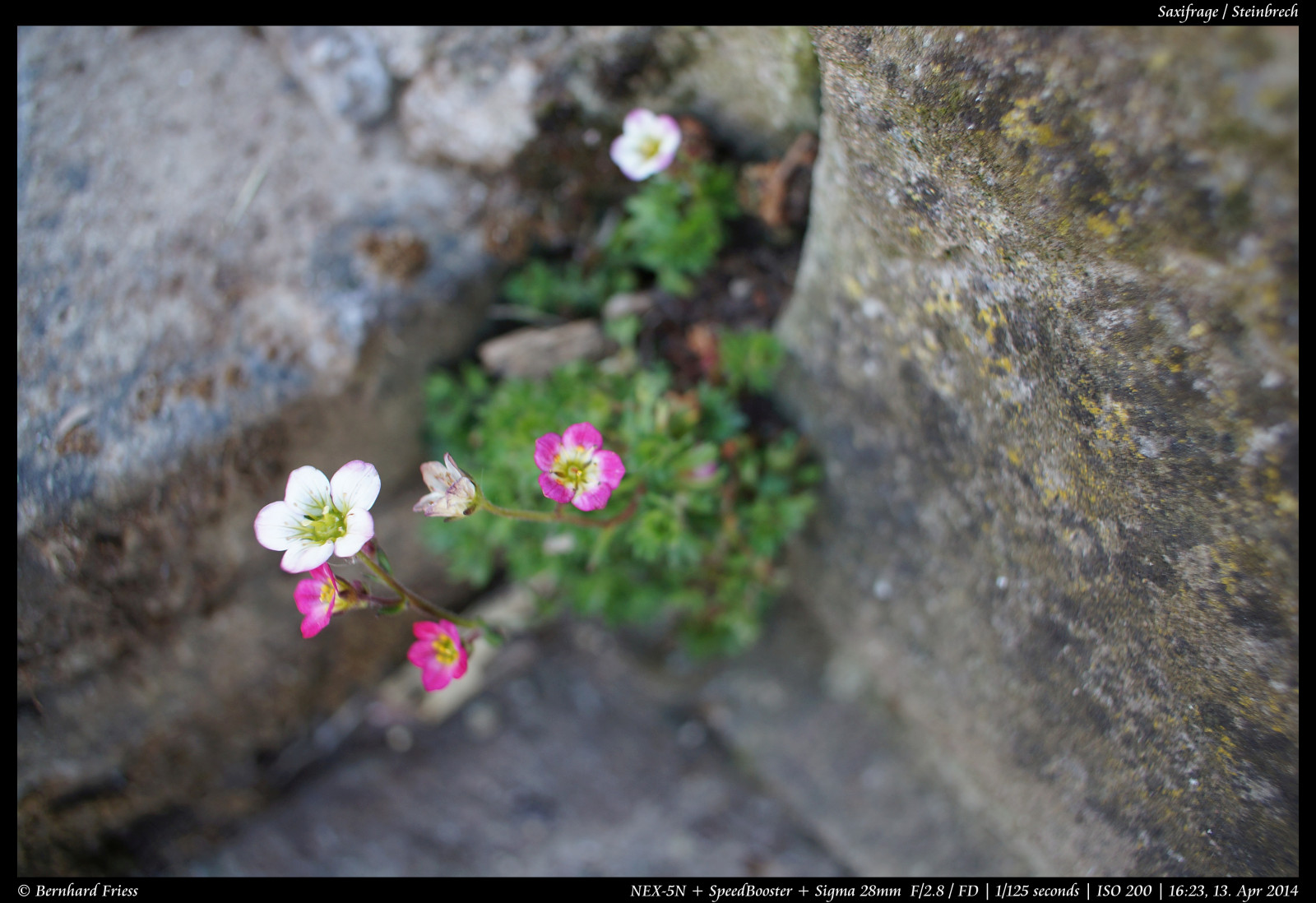 Fotoaparát, originál, světlo, tělesné, makro, UMĚNÍ, Photoshop, Kánon, vinobraní, Německo, ven, objektiv, deutschland, primární, licht, jaro, zajímavý, Europa, Evropa, flickr, fotografie, Ne, kunst, Sony, 28mm, sigma, koťata, nejlepší, prozkoumat, většina, květ, duben, pevný, manuál, rovný, alfa, oblíbený, délka, makro, Nekupírované, Bernhard, Fruhling, originální, fd, bl deset, ohniskový, následné zpracování, nex, Bádensko-Württembersko, Manuelle, OOC, interessant, Reduktor, Kraichgau, Unbearbeitet, Klassisch, Rheinneckar, festbrennweite, entdecken, sooc, Friess, 5n, Malschenberg, web |, SpeedBooster, emount, fluidr, Unverf lscht, metabones, Metabonesspeedboosterfdnex, Sigma28mm128fd