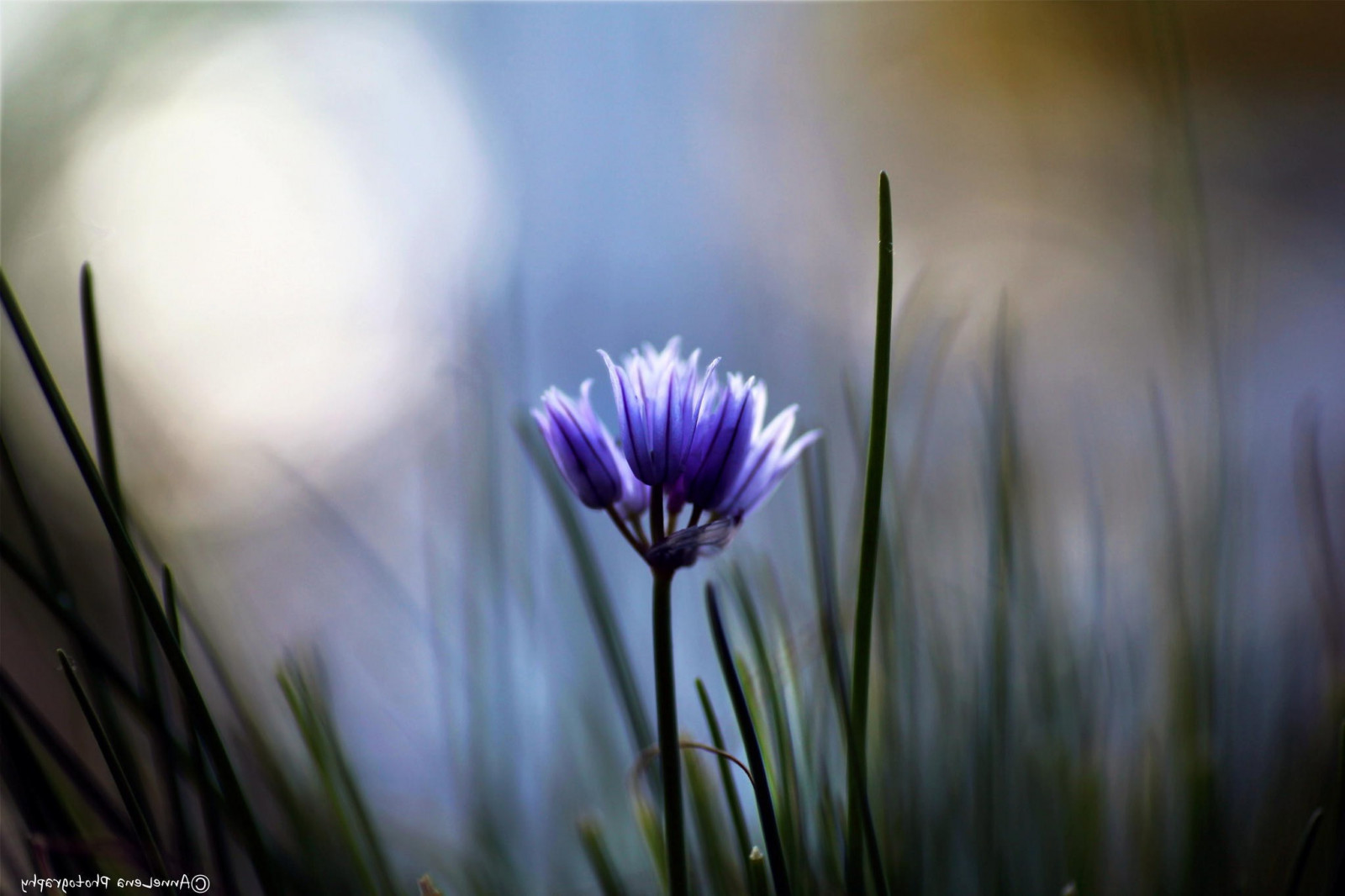 slunečnímu záření, květiny, Příroda, tráva, fotografování, květ, modré květy, světlo, květ, rostlina, flóra, okvětní lístek, 2048x1365 px, počítač tapeta, suchozemská rostlina, kvetoucí rostlina, zblízka, makro fotografie, závod stonek