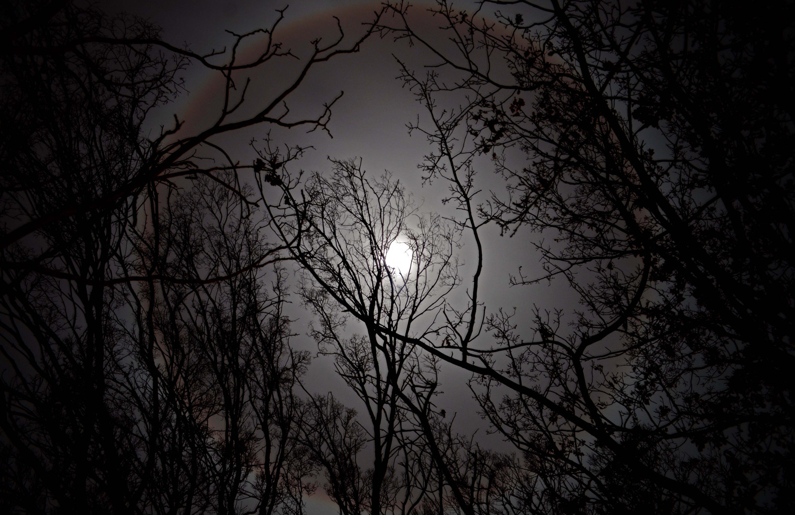 slunečnímu záření, stromy, krajina, les, černobílý, noc, Příroda, nebe, větev, Měsíc, večer, měsíční svit, Svatozář, atmosféra, Nikon, Austrálie, půlnoc, Canberra, světlo, mrak, strom, plný, D7000, tma, zálesí, větvička, počítač tapeta, Černý a bílý, monochromatické fotografování, dřevina, astronomický objekt, meteorologický jev, úplněk, nebeská událost, jev, stock photography
