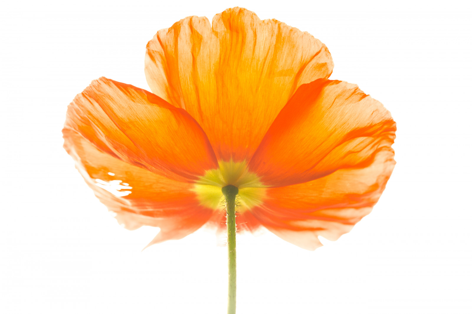 gloriasalvanteglophotography, květ, květ, flor, flóra, květ, zelená, icelandpoppy, uvnitř, makro, oranžový, Lístky, rostlina, mák, zastavit, Studio, žlutý