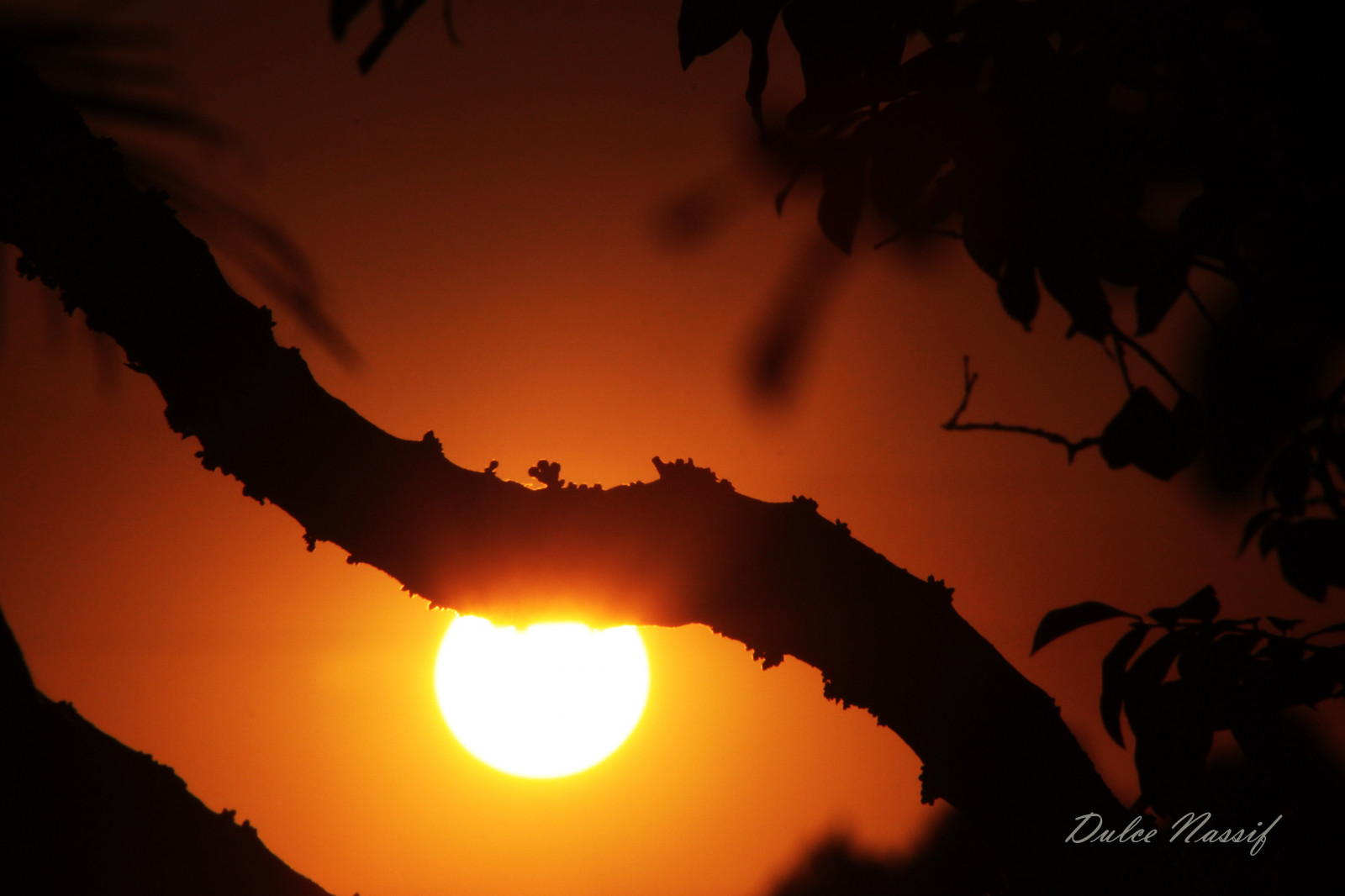 sollys, solnedgang, himmel, silhuet, solopgang, aften, Sol, atmosfære, varme, Sol, træ, gylden, mørke, 1001nights, 1001nightsmagiccity, gøre, arvore, Amarelo, computer tapet, efterglød, himmellegeme, Dourado, CEU, por