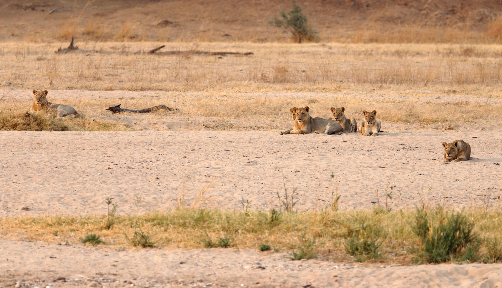 krajina, kočka, zvěř, Příroda, písek, tráva, lev, řeka, Volně žijících živočichů, Afrika, národní park, velké kočky, divočina, step, sledování, Lowe, Zambie, 2014, zvíře, cestovat, lučina, natur, Safari, skupina, stádo, 6d, prostý, fauna, canoneos6d, Gruppe, afrika, reisen, prérie, anymotion, Zvířata, ekosystém, savana, křoviny, katze, ekoregion, migrace zvířat, Sambia, northluangwanationalpark, zájem, Pantheraleo, Interessiert, Beobachtend, Mwaleshi, terrestrial animal, plant community
