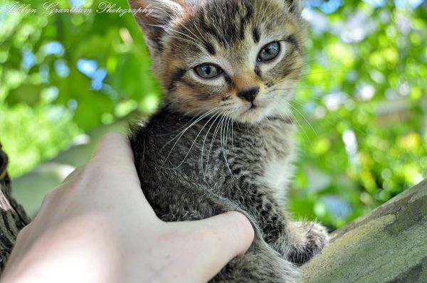 old, blue, trees, cats, baby, 6