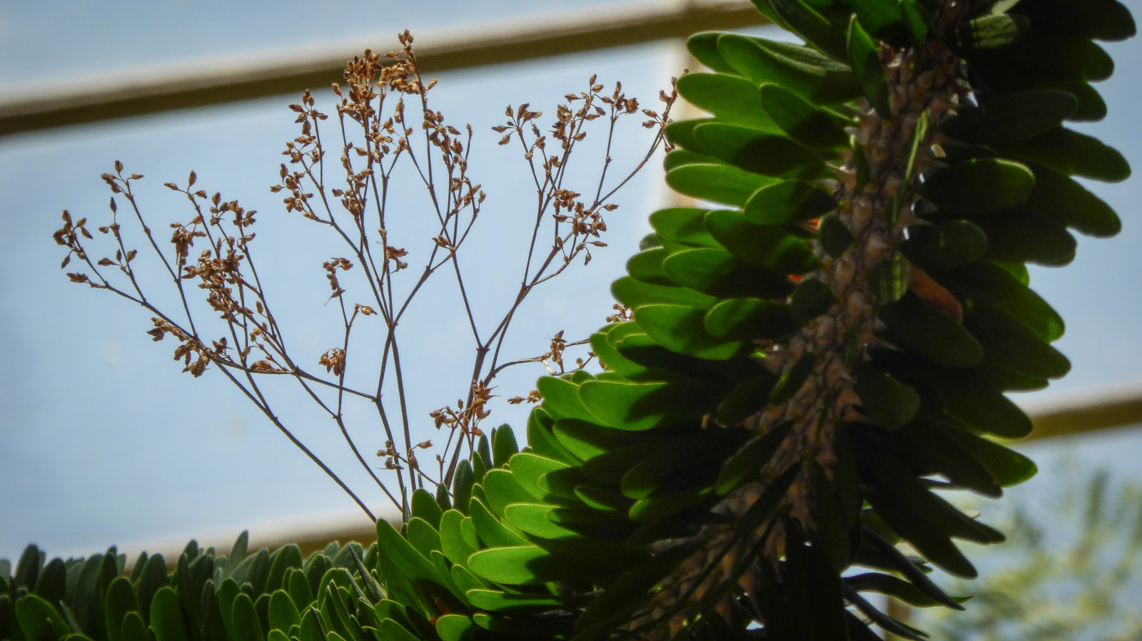 květiny, růžky, Hydra, hlava, Madagaskar, Evergreen, Adelaide, strom, choulostivý, list, rostlina, flóra, lumix, závod stonek, theen, ostnatý, botanicgardens, skleník, květinový, ratolest, Chovu, Cynanchummarnieranum