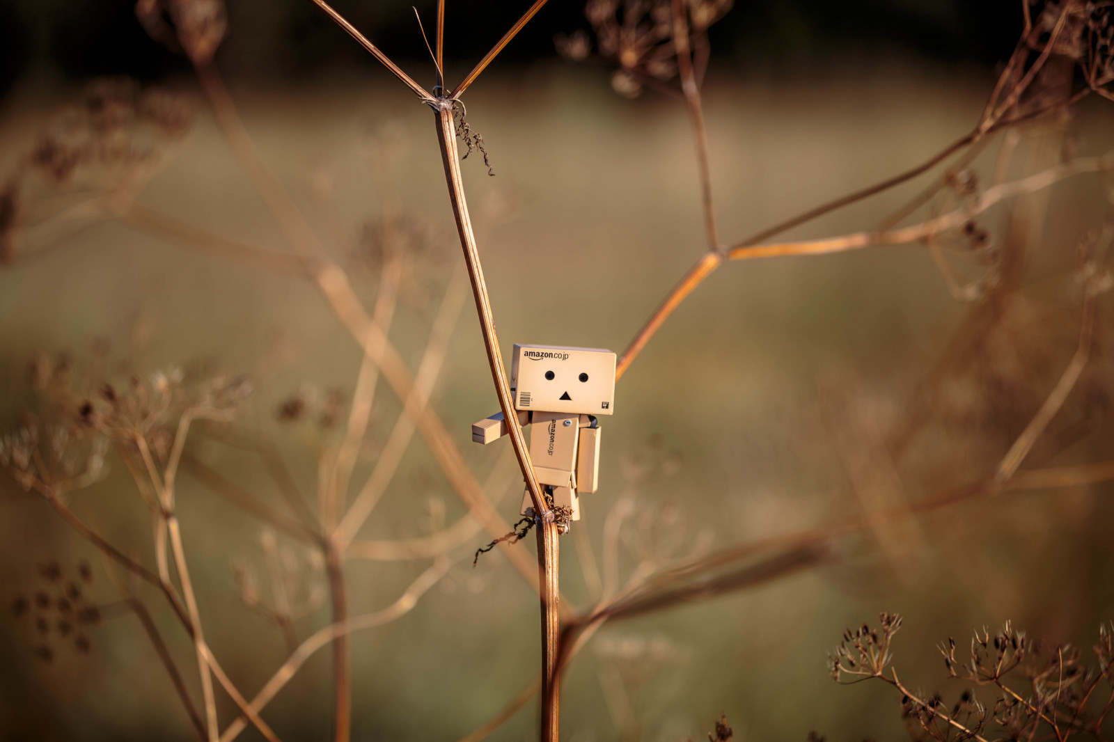 slunečnímu záření, stromy, Příroda, odraz, zima, fotografování, větev, ráno, Kánon, bokeh, Hračka, Danbo, šplhání, mini, hobby, iMac, 2014, světlo, strom, podzim, list, květ, rostlina, sezóna, fotografie, flóra, mimo, naturaleza, arboles, malý, natur, tma, zajímavý, eos, 5dmarkiii, arbres, danboard, revoltech, větvička, manfrotto, počítač tapeta, zblízka, makro fotografie, Lowepro, interessant, interestante, alexandermani, skjuhl, amazoncojp, Boxman, oskjuhlid