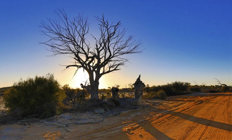 nebe, strom, dřevina, zima, rostlina, pole nebe, strom, dřevina, zima, rostlina, pole