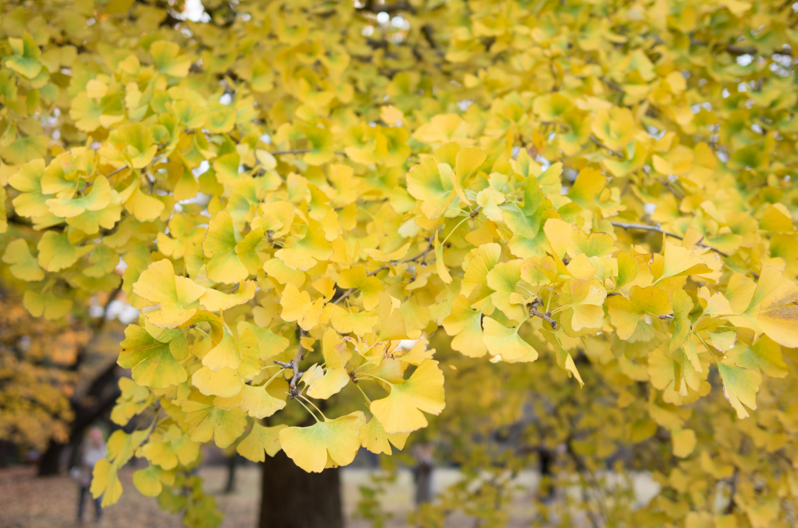 Japonsko, slunečnímu záření, Příroda, větev, zelená, žlutý, květ, Leica, Tokio, jp, strom, podzim, list, květ, rostlina, sezóna, flóra, CC, T, Shinjuku, leicat, Summicron, CreativeCommons, summicron235, 235, shinjukugyoen, divoká rostlina, vyrobit, botanika, suchozemská rostlina, kvetoucí rostlina, dřevina, keř, makro fotografie, jinan dvoulaločný